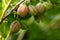 Closeup of gooseberry fruits. Several fruits of gooseberry on the branch. Gooseberry bush in the garden. Juicy gooseberry.