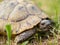 A closeup of a gopher tortoise reptile in nature with fresh grass