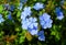 Closeup Gorgeous Bunch of Blue Plumbago Flowers in the Morning Sunlight