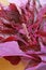 Closeup of Gorgeous Color Fresh Organic Red Spinach or Amaranthus Dubius
