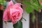 Closeup a gorgeous pastel pink rose blooming in the patio