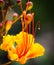 Closeup Of Gorgeous Single Mexican Bird of Paradise Flower