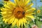 Closeup a Gorgeous Sunflower with a Little Bee Collecting Nectar