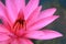 Closeup a Gorgeous Vibrant Pink Blooming Water Lily Flower