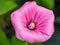 Closeup of a gorgeous vibrant pink rose mallow flower with soft petals on a blurred green background
