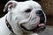 Closeup of Gorgeous White Bulldog with a face only his mother could love.