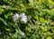 Closeup of gorgeous white musk mallow flowers on a blurred green background in a sunny field