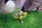 Closeup of goslings eating bread that people feed it