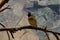 closeup of a gouldian finch looking at the camera