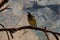 closeup of a gouldian finch looking at the camera