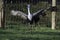 Closeup of a graceful common or Eurasian crane with spread wings