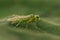 Closeup on a gracious and colorful green sawfly , Rhogogaster viridis