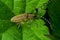 Closeup on the gracious golden blommed longhorn beetle, Agapanthia villosoviridescens sitting on a leaf