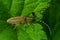 Closeup on the gracious golden blommed longhorn beetle, Agapanthia villosoviridescens sitting on a leaf