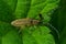 Closeup on the gracious golden blommed longhorn beetle, Agapanthia villosoviridescens sitting on a leaf