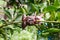 Closeup of graft on lime tree branch