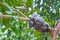 Closeup of graft on lime tree branch in the garden