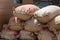 Closeup of grain sacks at Yamhill County Harvest Festival