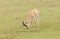 Closeup of Grant`s Gazelle in Ngorongoro