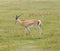 Closeup of Grant`s Gazelle in Ngorongoro