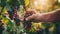 Closeup of grape bunch on vine being picked by worker hands