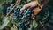 Closeup of grape bunch on vine being picked by worker hands