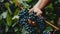 Closeup of grape bunch on vine being picked by worker hands