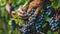 Closeup of grape bunch on vine being picked by worker hands