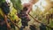 Closeup of grape bunch on vine being picked by worker hands