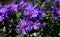 Closeup of Grape Crush purple flowers, Aster novae-angliae