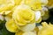 Closeup grape leaf yellow begonia flowers, Grapeleaf Begonia, selective focus