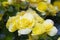 Closeup grape leaf yellow begonia flowers, Grapeleaf Begonia, selective focus