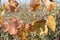 A closeup of grape leaves turning yellow and reds in the autumn