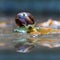 Closeup grape snail crawl near water pool