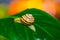Closeup grape snail grawl on green leaf