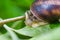 closeup grape snail in a leaves