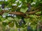 Closeup of grapevine branch