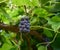 Closeup of grapevine branch with black grapes