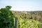 Closeup of grapevine in a vineyard on a sunny day