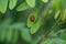 Closeup of a Graphosoma lineatum shield bug perched on a leaf