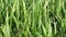 Closeup grass