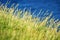 Closeup of grass halms in front of dark blue ocean, Jeju Island, South Korea