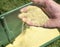 Closeup of grass lawn fertilizer and herbicide granules in man`s hands, lawn chemical spreader in background