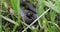 Closeup of grass snake, Natrix natrix