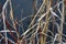 Closeup of Grasses and Red Stems