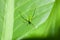 Closeup grasshopper on green leaf