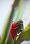 Closeup of grasshopper on red gladioli flower