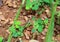 Closeup of Grasshopper`s Couple Making Love Amongst Bright Green Leaf in the Tropical Forest