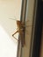 Closeup of grasshopper on wall