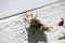 Closeup of a grasshopper on a wooden plank under the sunlight